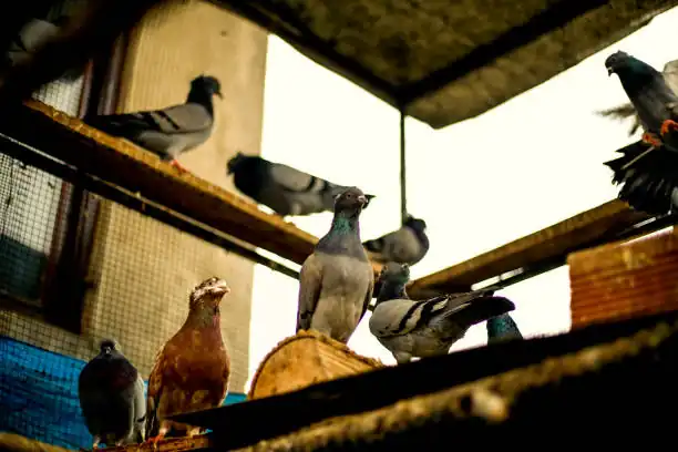 أضرار الحمام على المباني في دبي